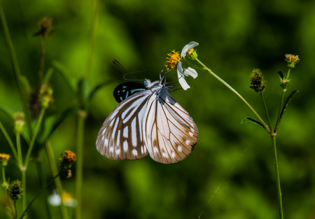 Butterfly with white flower in the garden.の写真素材
