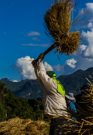 Farmer harvesting in the rice field by original style.の写真素材