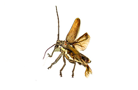 Stag beetle spread the wings on white background.の写真素材