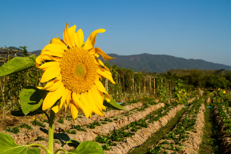 Beautiful sunflower in strawberry field.の写真素材