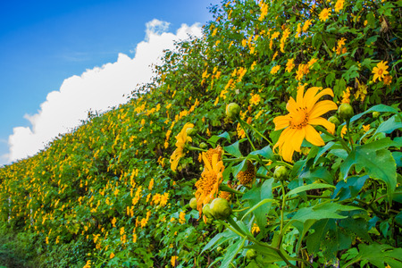 View of Mexican sunflower field.の写真素材
