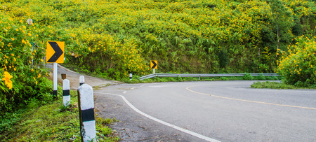 Road at Mexican sunflower field.の写真素材