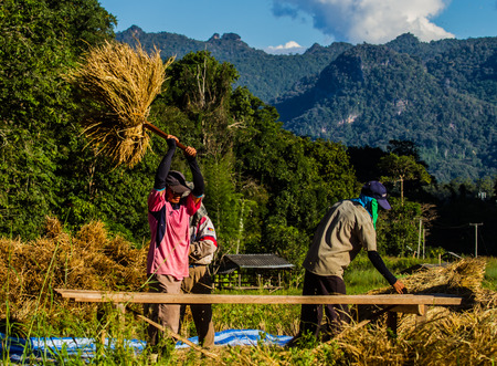 MAE HONG SON, THAILAND-NOVEMBER 13: The farmers harvesting rice from terraced rice field by hand on November 12, 2014 in Mae Hong Son, Thailand. This harvesting is original style .のeditorial素材