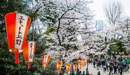 TOKYO,JAPAN-APRIL 1: People come to join Hanami festival at Ueno park in Tokyo,Japan on April 1,2015.Hanami festival will start when cherry blossom full bloom.のeditorial素材