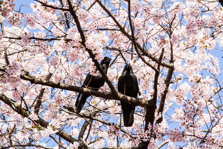 Crows on the branch of cherry blossom tree.の写真素材