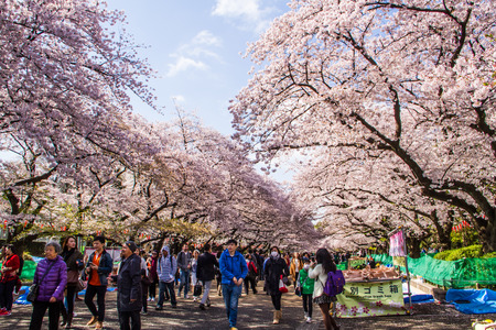TOKYO,JAPAN-APRIL 2: People come to join Hanami festival at Ueno park in Tokyo,Japan on April 2,2015.Hanami festival will start when cherry blossom full bloom.のeditorial素材