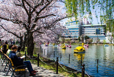TOKYO,JAPAN-APRIL 2: People  join the swan boat in  Hanami festival at Ueno park  Tokyo,Japan on April 2,2015.Hanami festival will start when cherry blossom full bloom.のeditorial素材