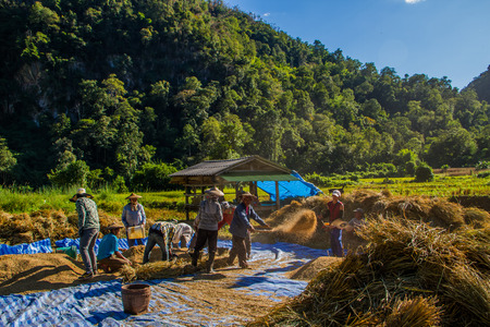 MAE HONG SON, THAILAND-NOVEMBER 12: The farmers harvesting rice from terraced rice field by hand on November 12, 2014 in Mae Hong Son, Thailand. This harvesting is original style .のeditorial素材