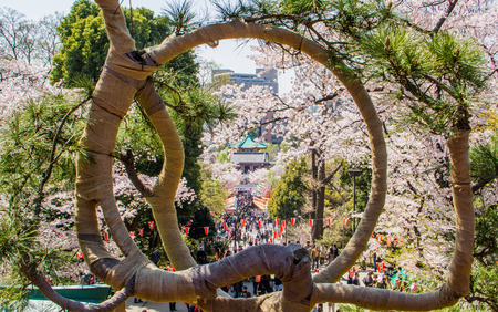 TOKYO,JAPAN-APRIL 2: People come to join  Hanami festival at Ueno park in Tokyo,Japan on April 2,2015.Hanami festival will start when cherry blossom full bloom.のeditorial素材