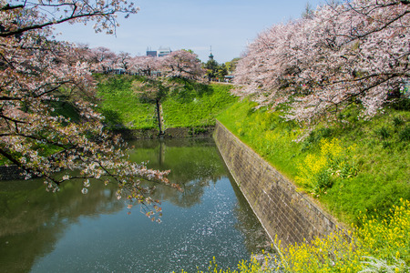 Kitanomaru national park with cherry blossom view.のeditorial素材
