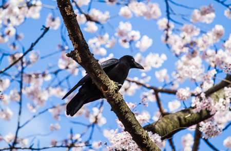 Crows  on the branch of cherry blossom tree.の写真素材