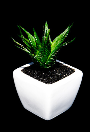 Aloe cosmo on the white pot.の写真素材