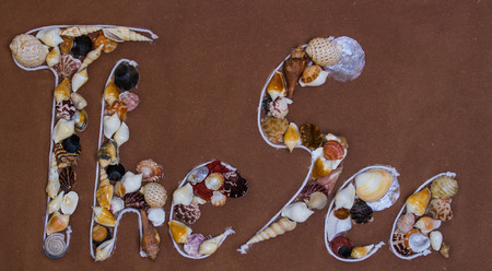 "The Sea"plate decorated by shells and rope .の写真素材