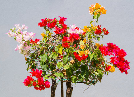 Various colour of bougainvillea in the same tree.の写真素材
