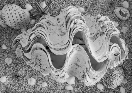 Giant clam on the sand floor.の写真素材