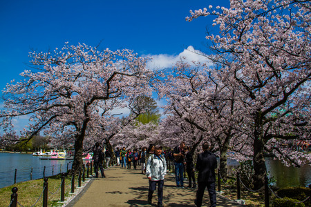 TOKYO,JAPAN-APRIL 2: People come to join  Hanami festival at Ueno park in Tokyo,Japan on April 2,2015.Hanami festival will start when cherry blossom full bloom.のeditorial素材