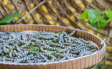 Silkworms eating mulberry leaf in the tray.の写真素材