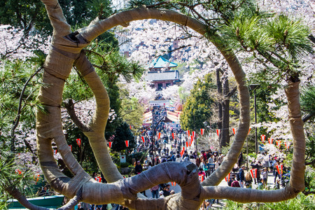 TOKYO,JAPAN-APRIL 2: People come to join  Hanami festival at Ueno park in Tokyo,Japan on April 2,2015.Hanami festival will start when cherry blossom full bloom.のeditorial素材
