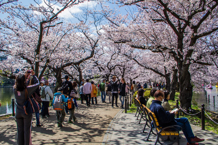 TOKYO,JAPAN-APRIL 2: People come to join  Hanami festival at Ueno park in Tokyo,Japan on April 2,2015.Hanami festival will start when cherry blossom full bloom.のeditorial素材