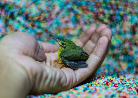 Lovely bird in human hand.の写真素材