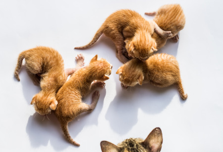 Little kittens on white background.の写真素材