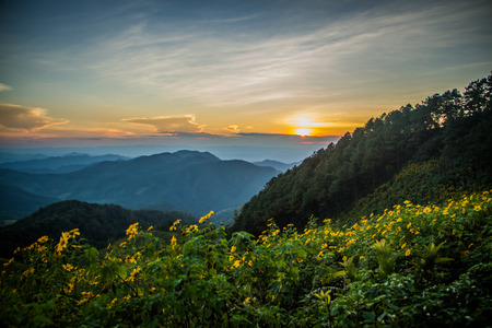 View of the mountain from Mexican sunflower field.の写真素材