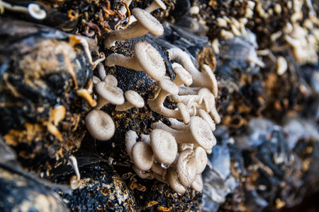Mushroom growing up in the bag.の写真素材