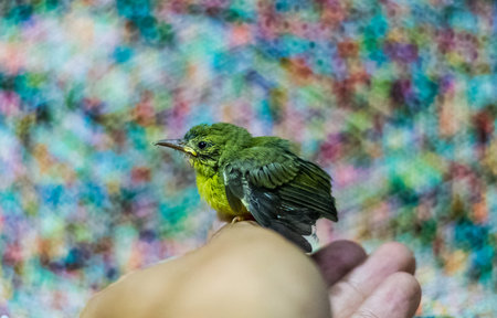 Lovely bird on human hand.