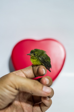 Small bird on human hand.の写真素材