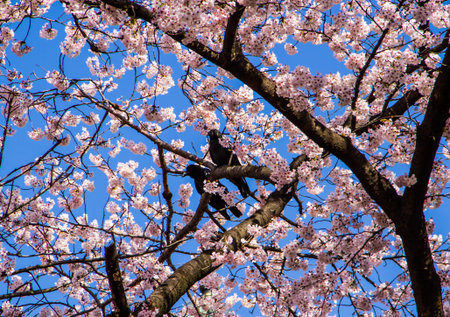 Crows  on the branch of cherry blossom tree.