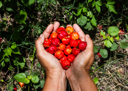 Red cherry in hand while harvesting .の写真素材