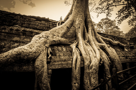 Giant tree covering Ta Prohm temple .の写真素材