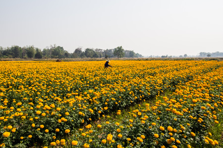 Gardener working in marigold field.の写真素材