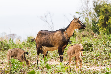 Little goats walking around their mother.の写真素材