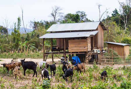 Goats eating grasses in the farm.の写真素材