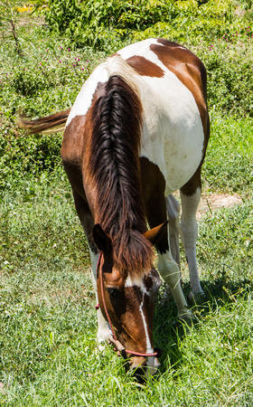 Spotted horse eating grasses in the field.の写真素材