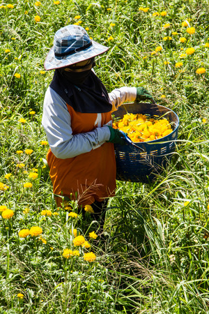 Gardener harvesting marigold in the garden.の写真素材