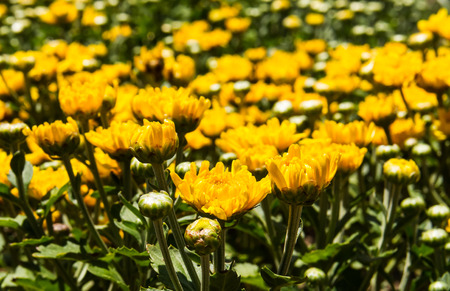 Yellow chrysanthemum in the garden .の写真素材