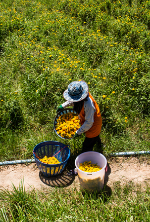 Gardener harvesting marigold in the garden.の写真素材