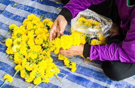Gardener packing marigold for sale.の写真素材