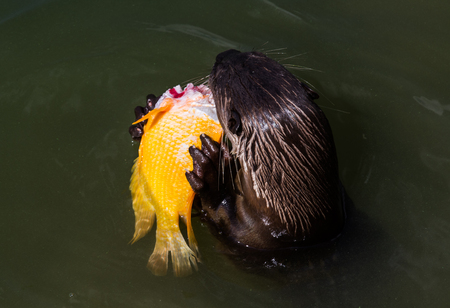 Otter eating fishのeditorial素材