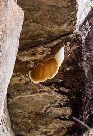 Honeycomb in the cave of Thailand.