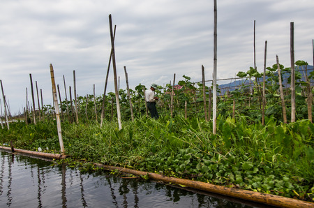 INLE LAKE,MYANMAR-MARCH 11,2017: Intha gardener working on floating garden is the traditional way of life in Inle lake,Myanmar,Intha monorities live at the Inle lake only.のeditorial素材