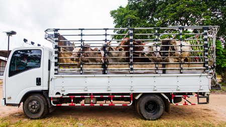 Truck carring cows from cow market.の写真素材