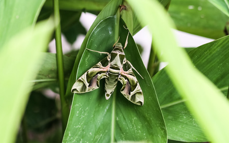 Strange butterfly on green leaf.の写真素材