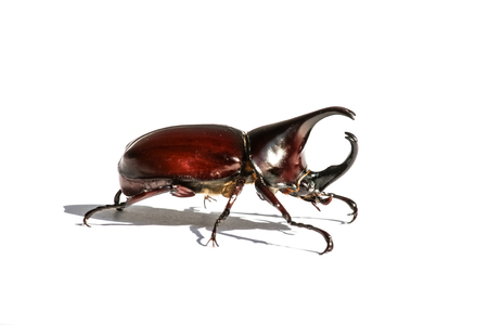 Stag or Rhinoceros beetle on white background.の写真素材
