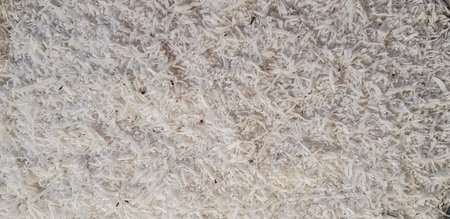 Coconut meat close up background.