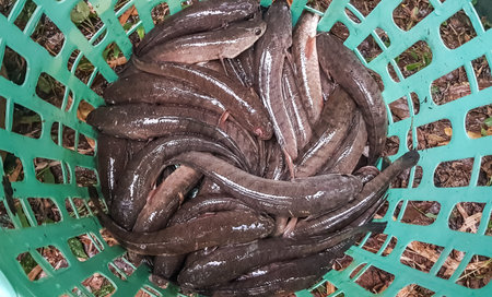 Snake head fish in the basket.