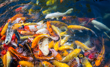 Colorful carpes in the pool.の写真素材