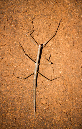 Order Phasmatodea (Stick Insect) o dry floor.